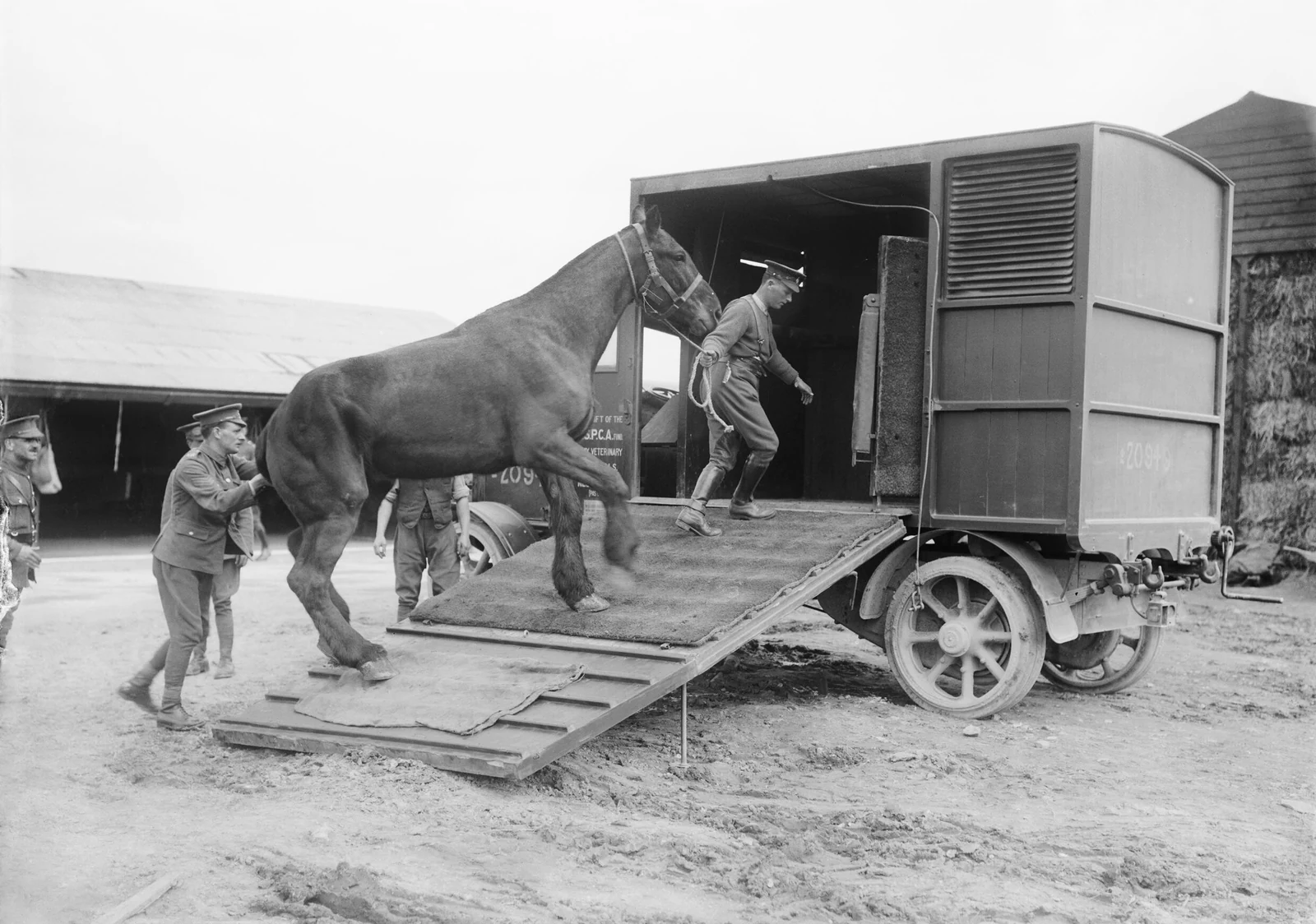 Loading a horse into an RSPCA ambulance, No. 10 Veterinary Hospital, Neufchâtel near Étaples, France, 2 March 1916.