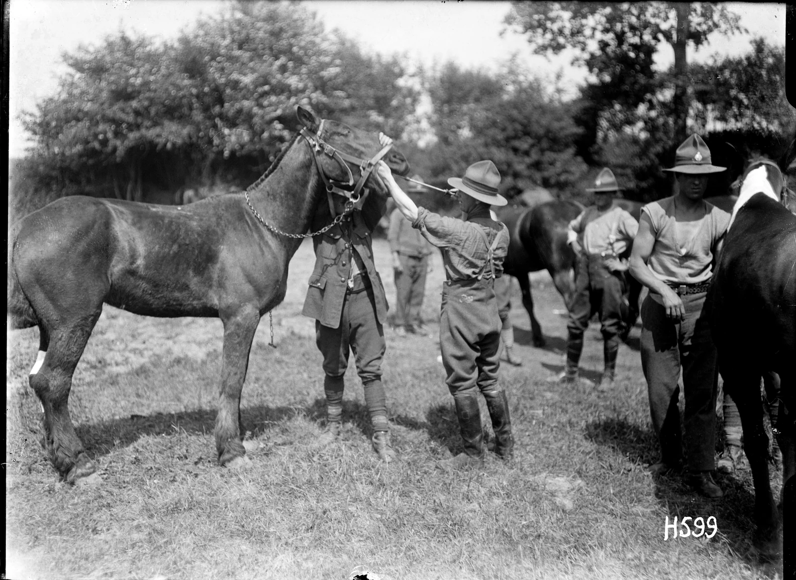New Zealand veterinary personnel treat a horse’s teeth, Louvencourt, France, 22 May 1918.