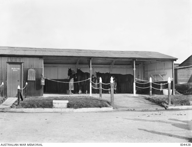 Soldiers tending horses in the dressing shed at the Australian Veterinary Hospital, Calais, France, 30 March 1919.
